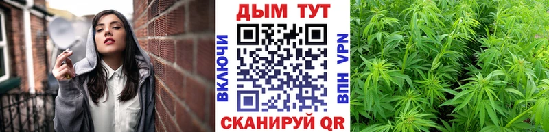 Каннабис конопля Ахтубинск